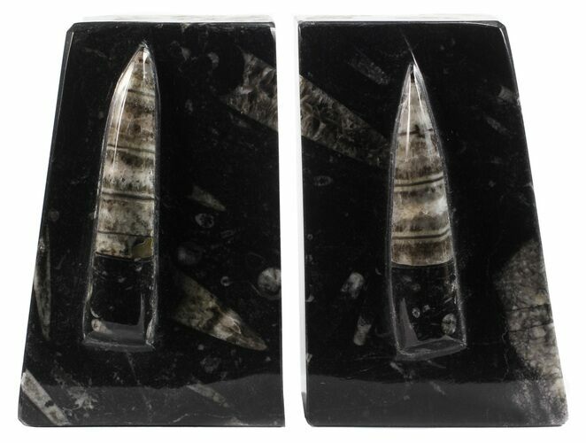 Polished Orthoceras Bookends - Morocco #61335